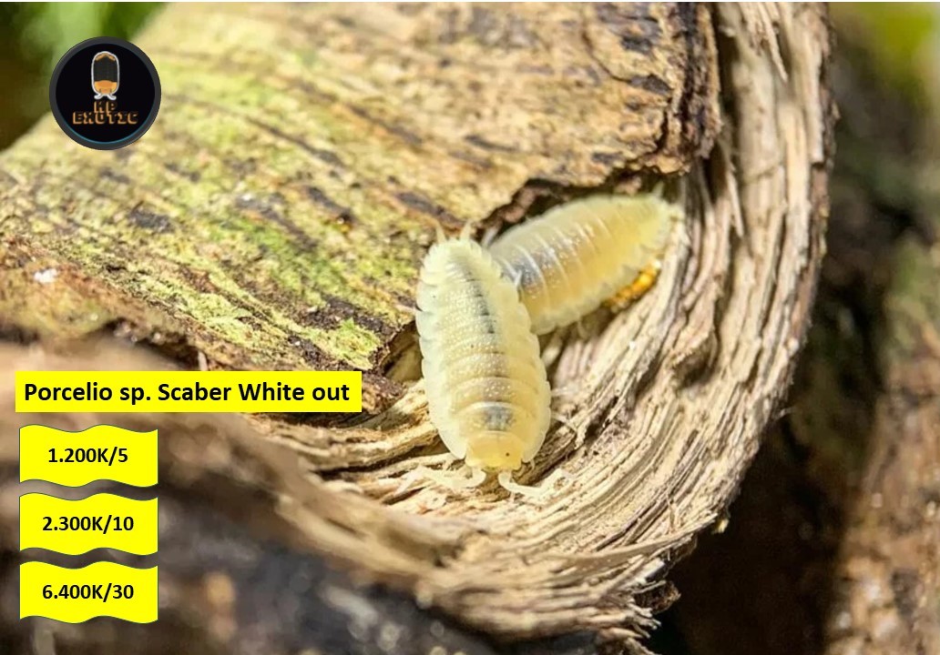 Porcellio scaber white out